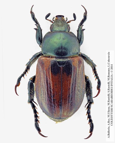 Anisoplia austriaca austriaca